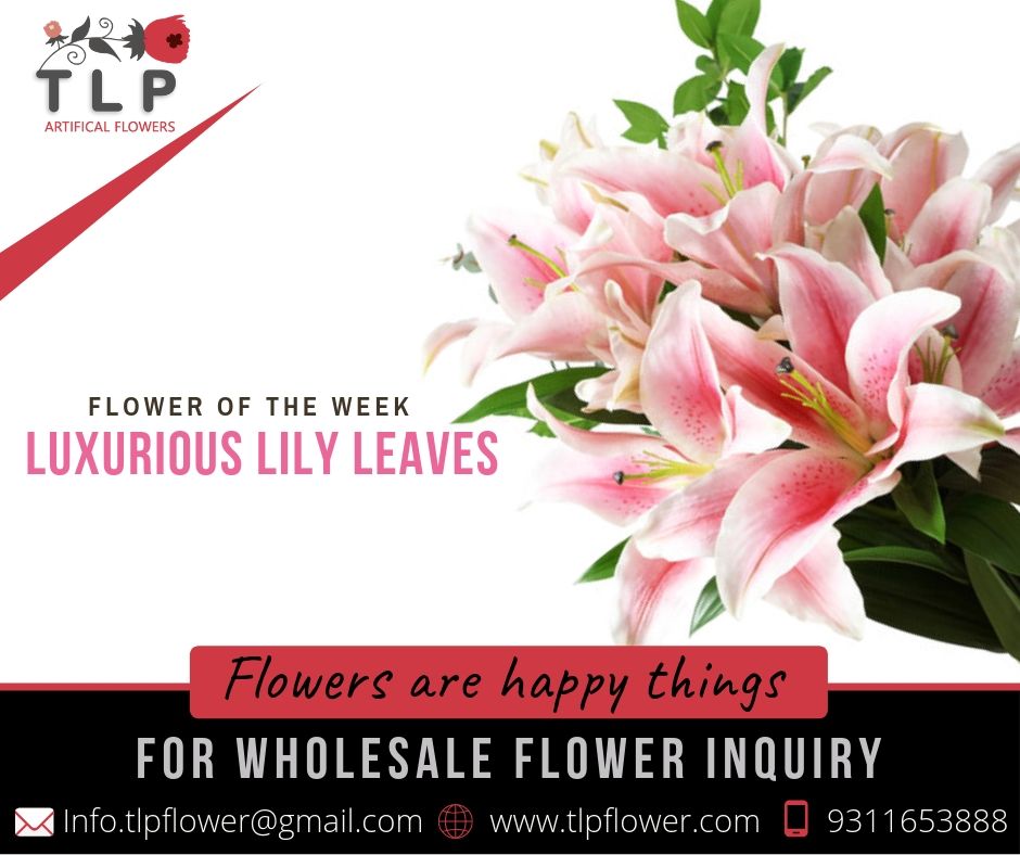 Luxurious Lily Leaves!